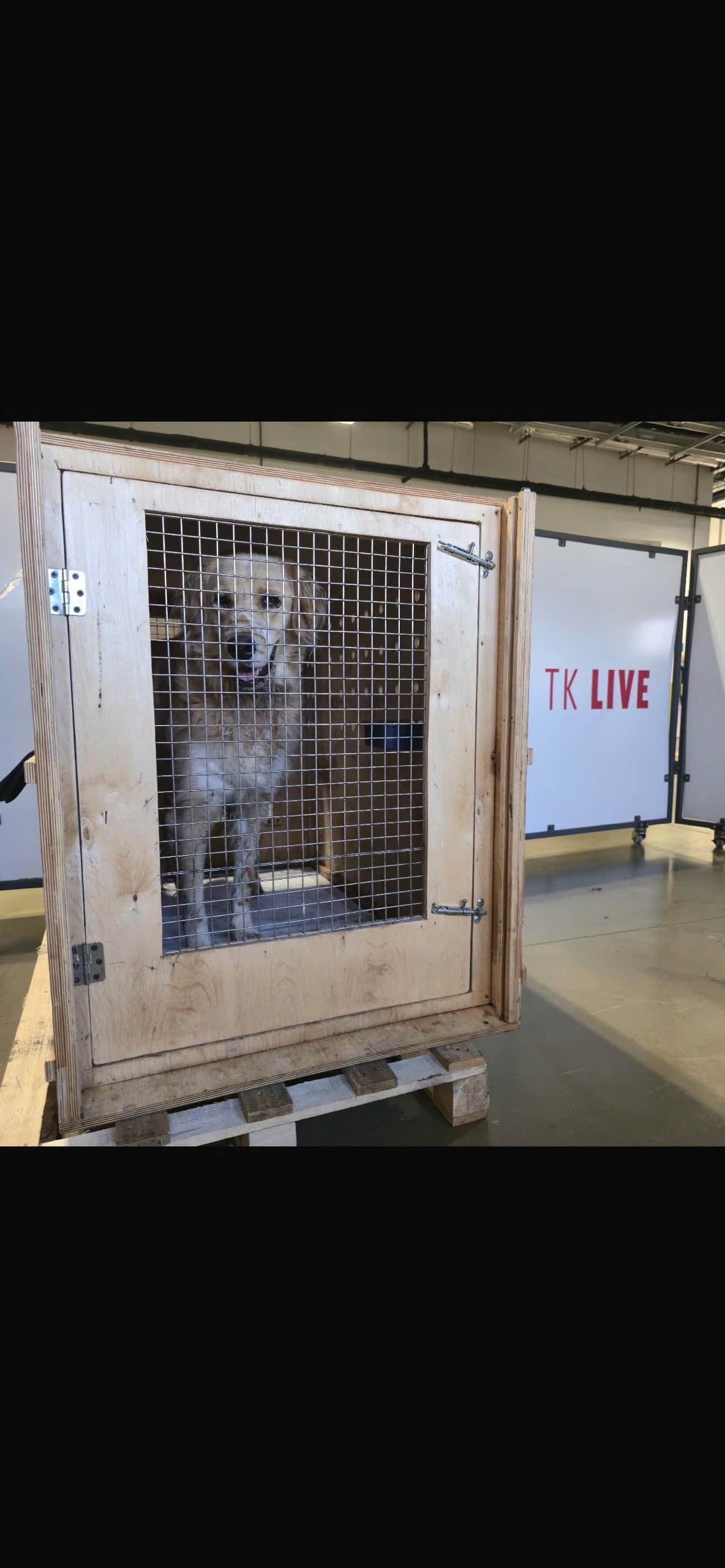 Dog crate at the Turkish Cargo live animal terminal at Istanbul Airport