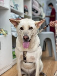 Close-up portrait of Devil, an 8-year-old mixed-breed dog, before his SGN-LAX flight