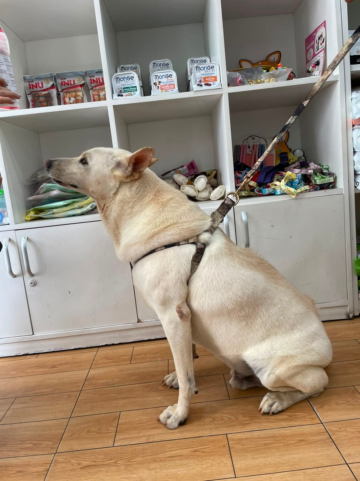 Devil, chú chó lai 8 tuổi màu kem, đang mang dây dắt tại văn phòng Daisy Pet Transport trước chuyến bay đi Los Angeles