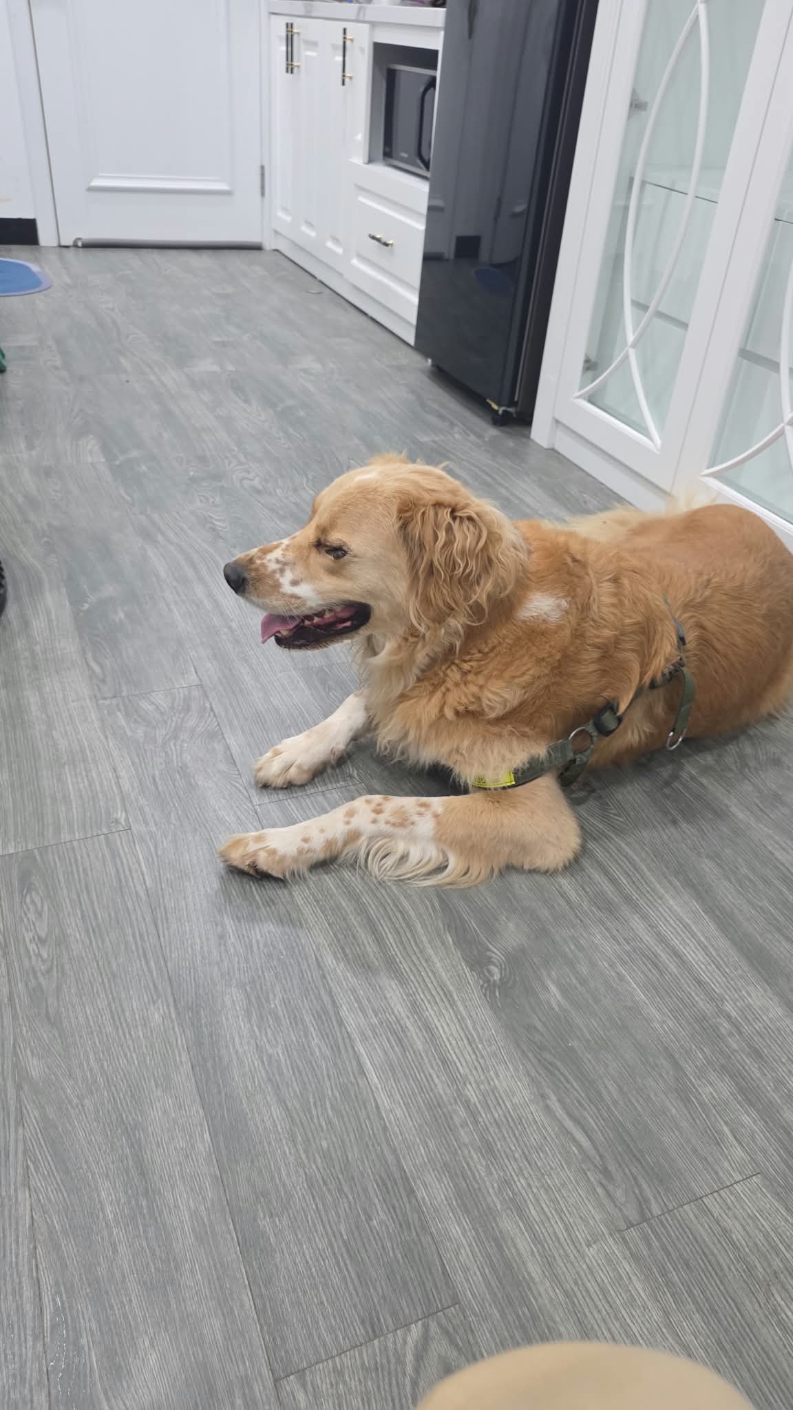 Dog resting at home in a quiet room after arriving from an international flight