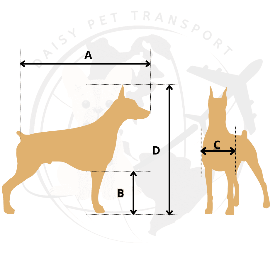 How to measure a dog for an IATA crate: A, B, C and D