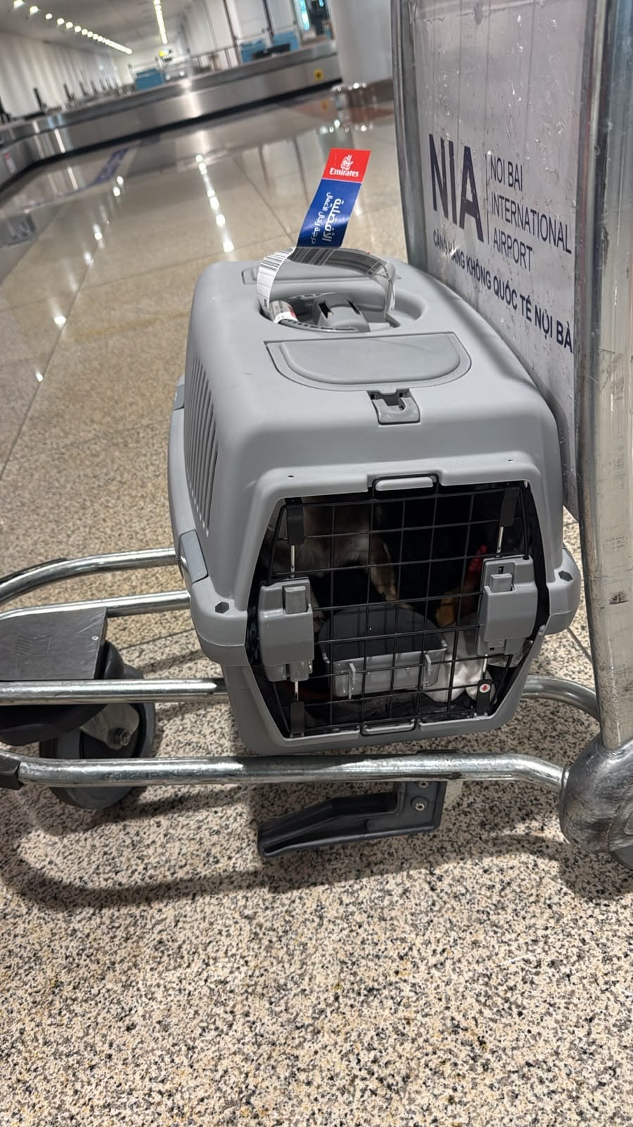 Pet crate on a luggage cart at Noi Bai airport after an Emirates flight from Dubai