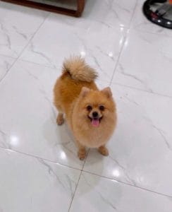 One of Fuji and Yuki, orange Pomeranian puppies, portrait photo