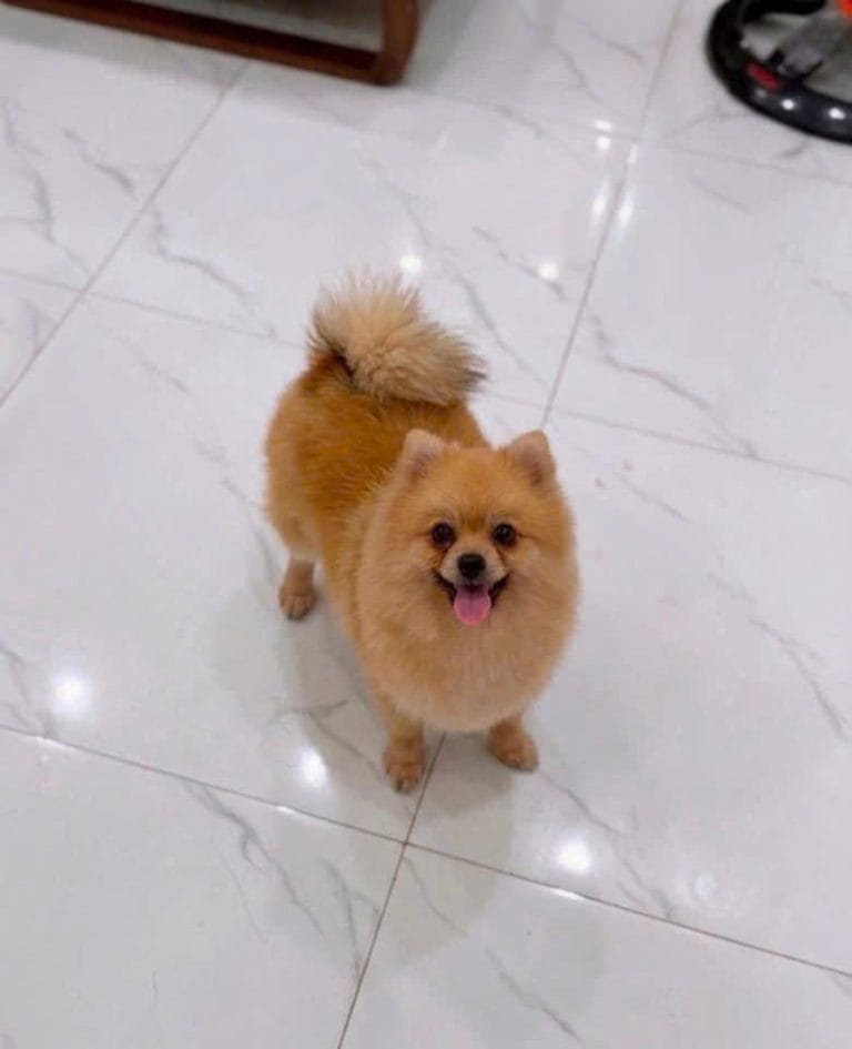 One of Fuji and Yuki, orange Pomeranian puppies, portrait photo