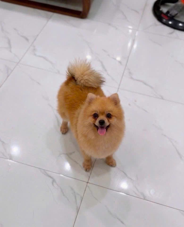 Một trong hai bé Pomeranian Fuji và Yuki, bay từ Việt Nam sang Pháp