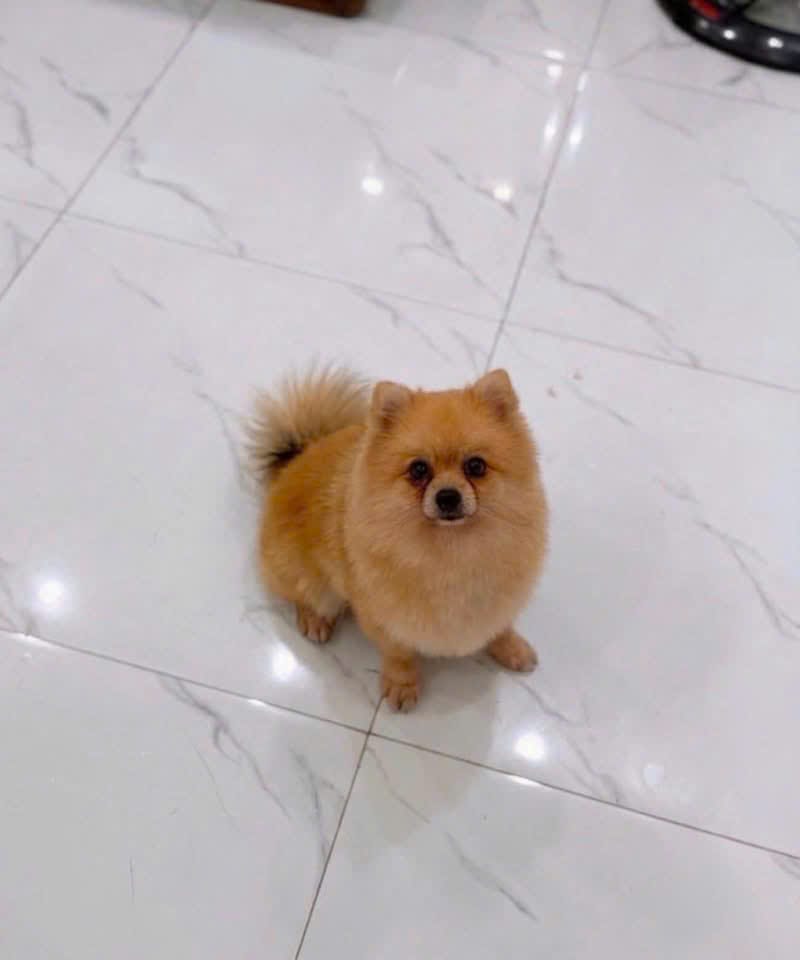 One of Fuji and Yuki, orange Pomeranian puppies, portrait photo