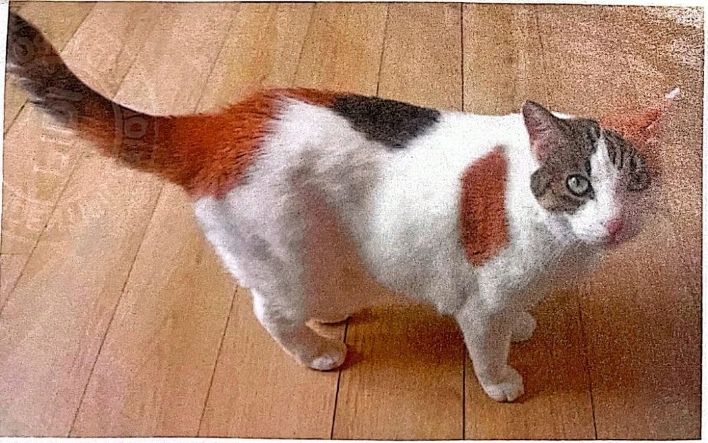 Sushi, a calico Domestic Shorthair cat, portrait photo