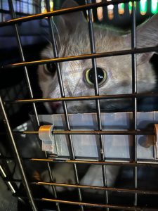 Ginger cat looking out through the door of a travel crate after arriving in Ho Chi Minh City as checked baggage