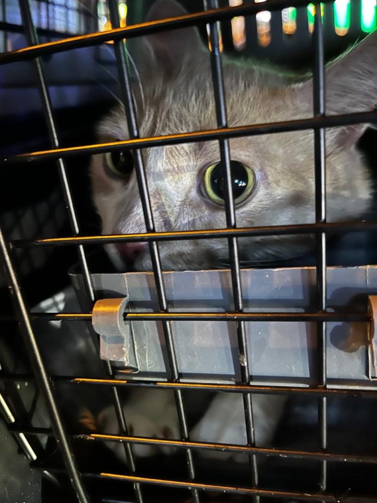 Ginger cat looking out through the door of a travel crate after arriving in Ho Chi Minh City as checked baggage