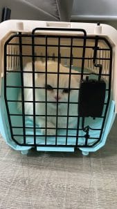 Baby, a white cat, inside a travel carrier at Daisy Pet Transport's office the evening before her cabin flight from Vietnam to Malaysia