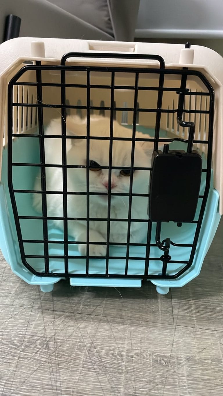 Baby, a white cat, inside a travel carrier at Daisy Pet Transport's office the evening before her cabin flight from Vietnam to Malaysia