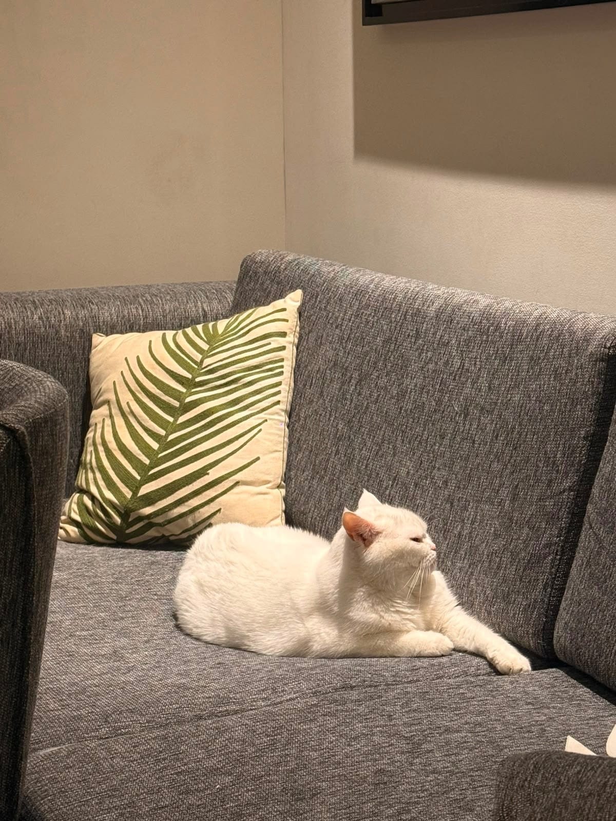 Baby, a six-year-old white cat, resting on a sofa at home before her flight from Vietnam to Malaysia