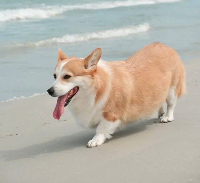 Chó Corgi đi dạo trên bãi biển, thân dài chân ngắn cần chiều dài lồng nhưng rất ít chiều cao