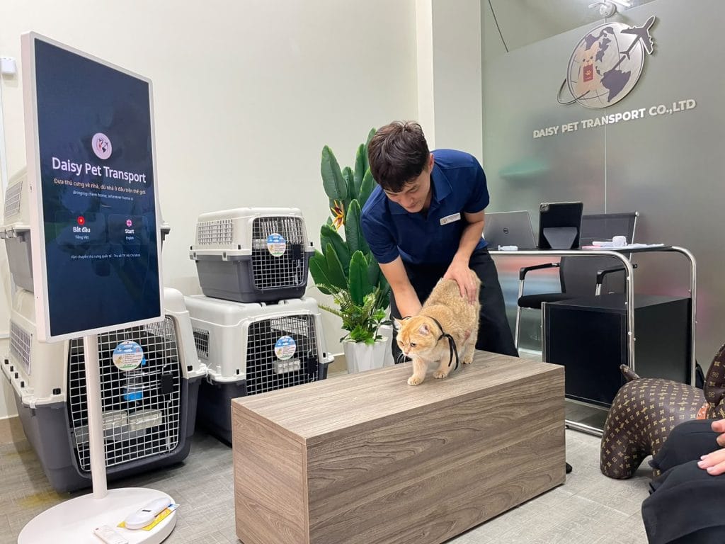 Daisy Pet Transport staff checking a cat on the counter before trying the crate