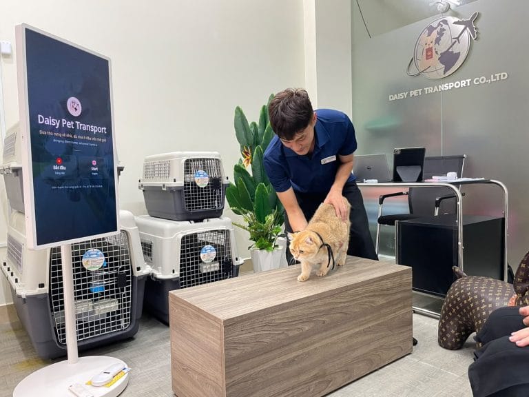 Nhân viên Daisy Pet Transport thử lồng cho mèo tại văn phòng chính