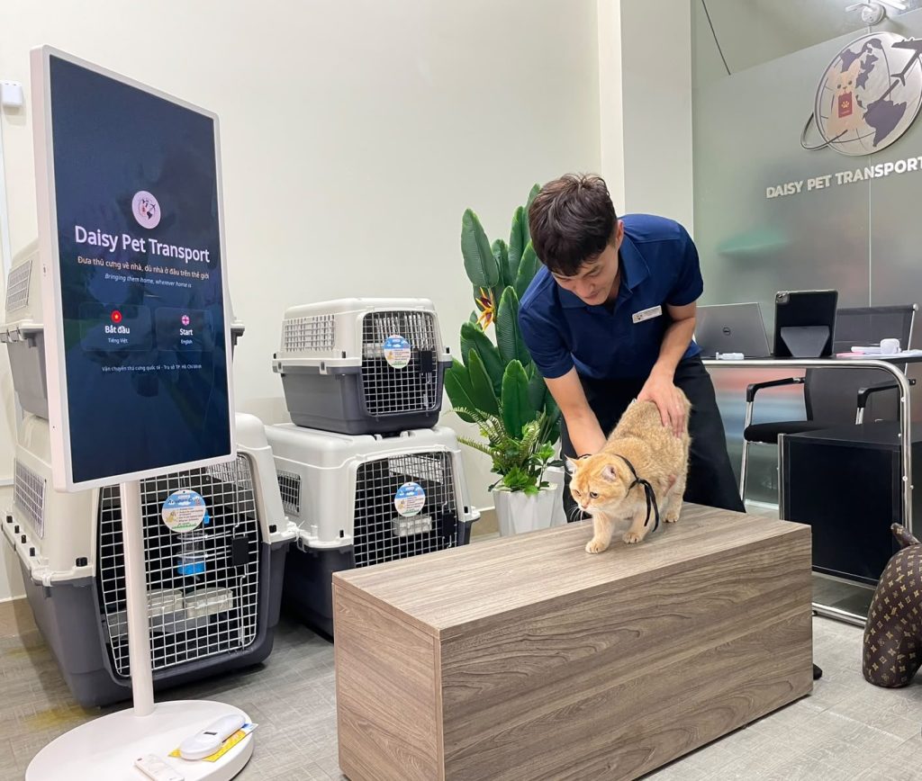 Nhân viên Daisy Pet Transport kiểm tra một bé mèo trước khi thử lồng tại văn phòng công ty ở TP. Hồ Chí Minh