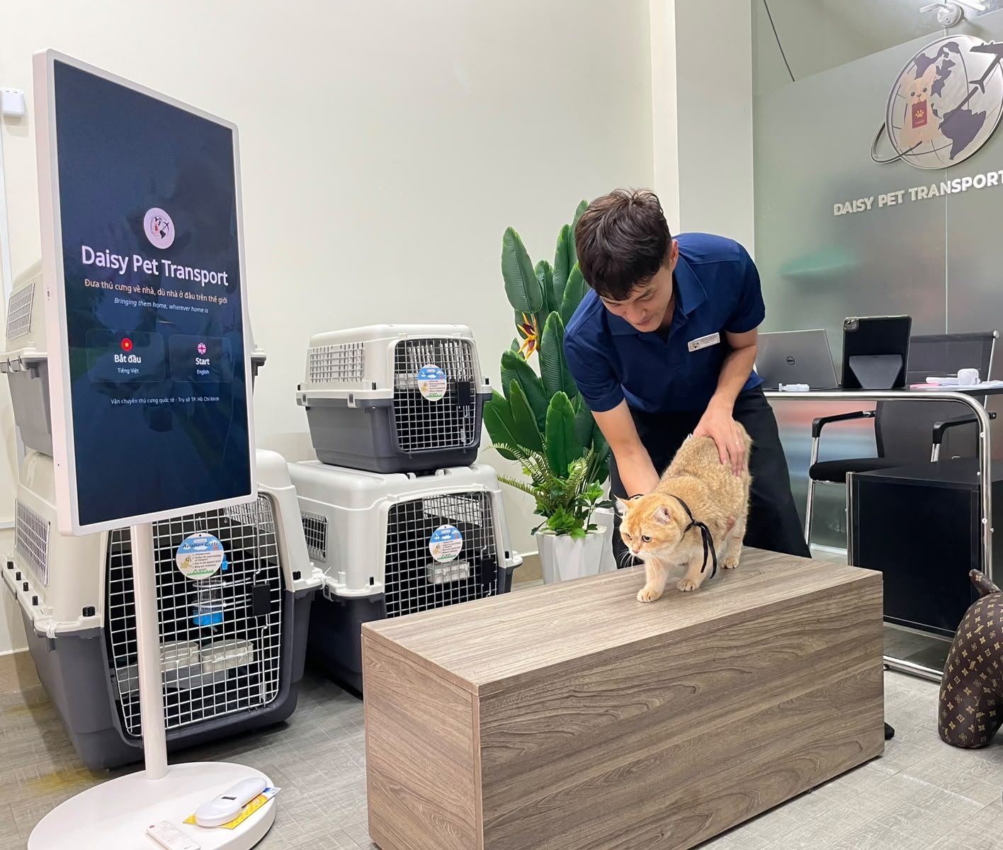 Daisy Pet Transport staff member checking a golden cat on a bench beside travel crates at the Ho Chi Minh City office