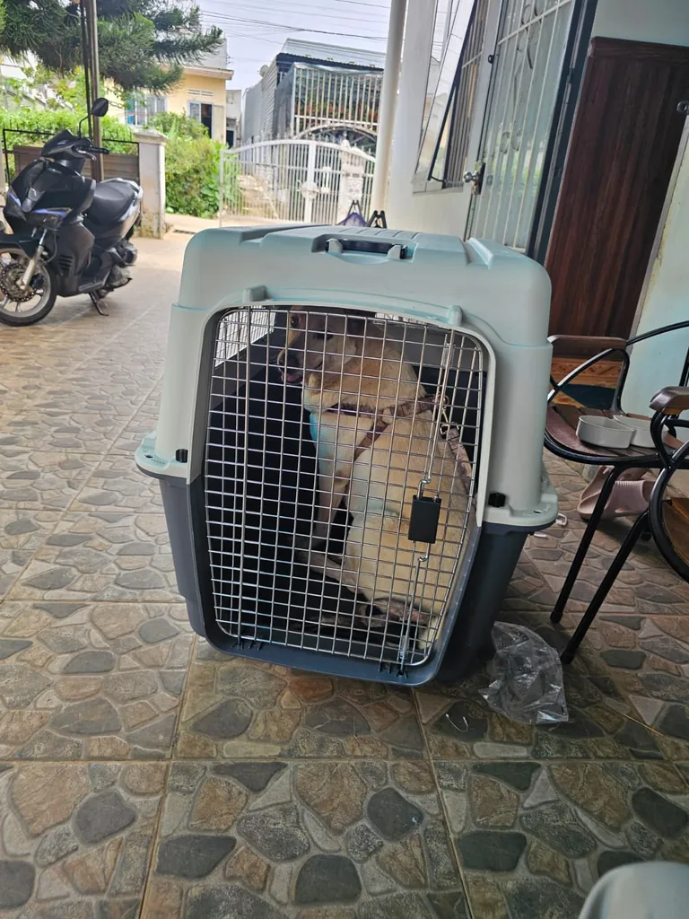 Devil, an 8-year-old mixed-breed dog, in his travel crate before flying from Vietnam to the US