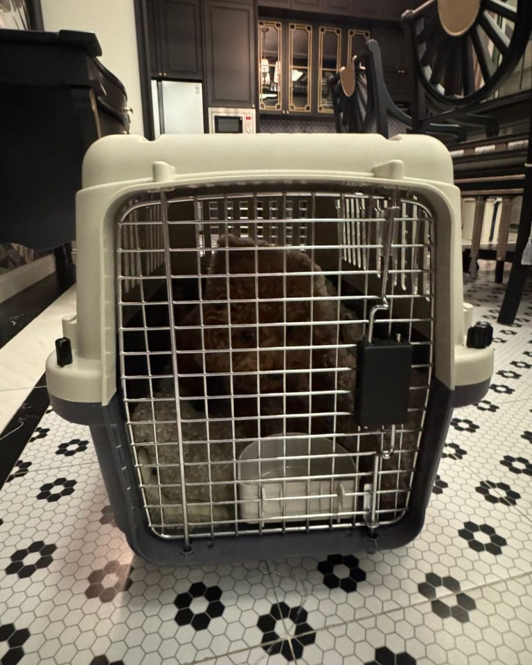 Bé Poodle chờ trong lồng nhựa cứng có bát nước trước chuyến bay nội địa
