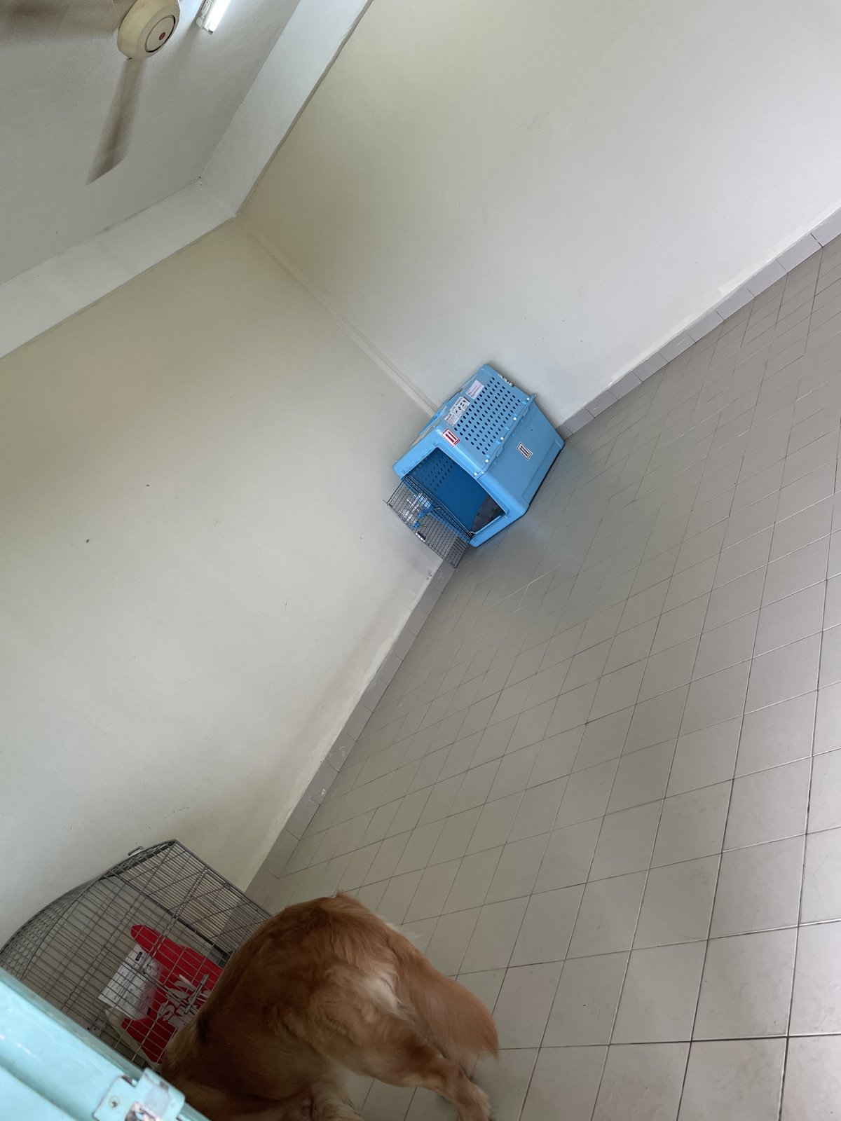 Standard room at the KLIA quarantine station with a ceiling fan, a wire crate and the dog's travel crate