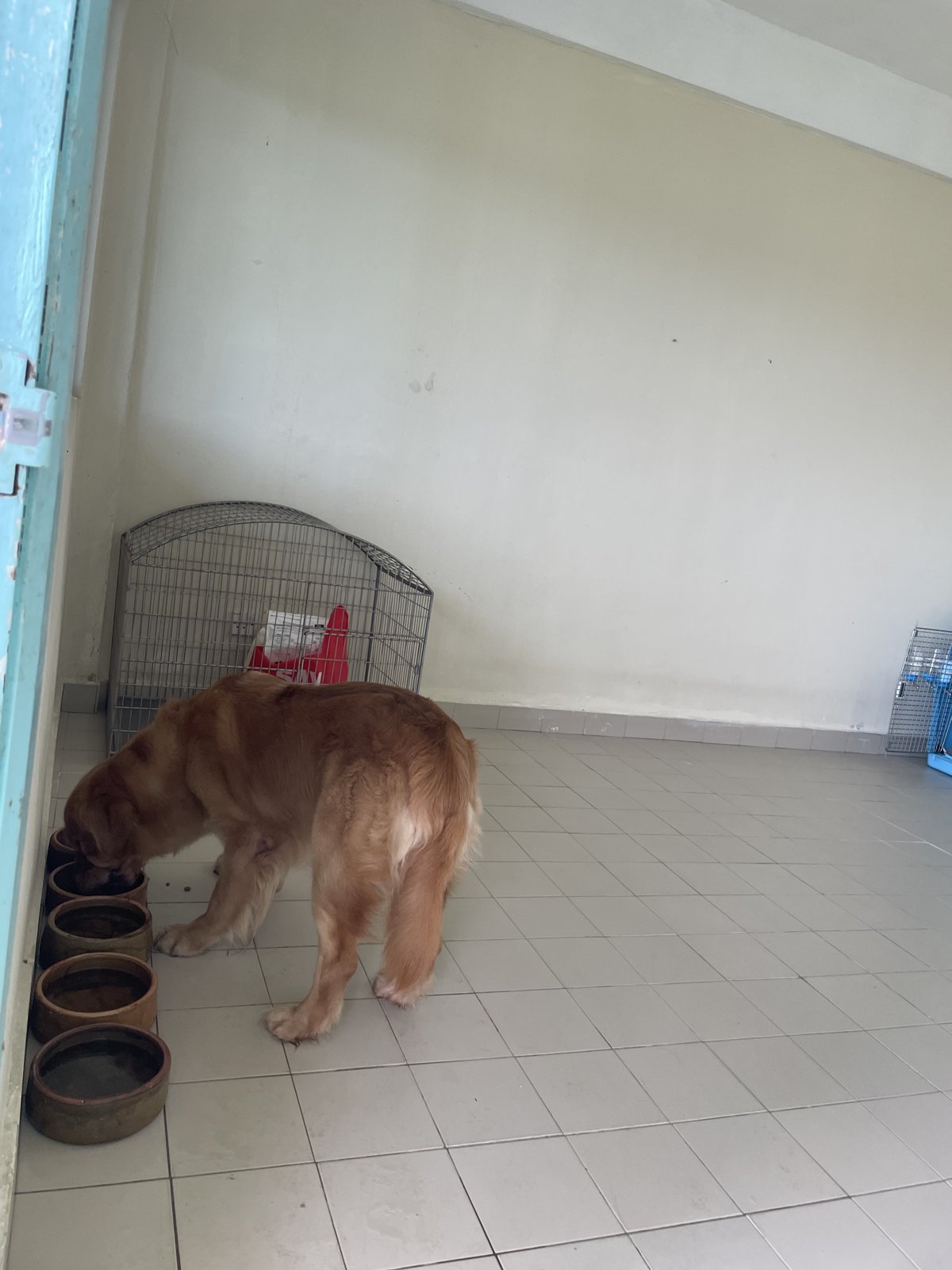 View through the doorway of a room at the KLIA quarantine station, dog at its bowls next to a wire crate