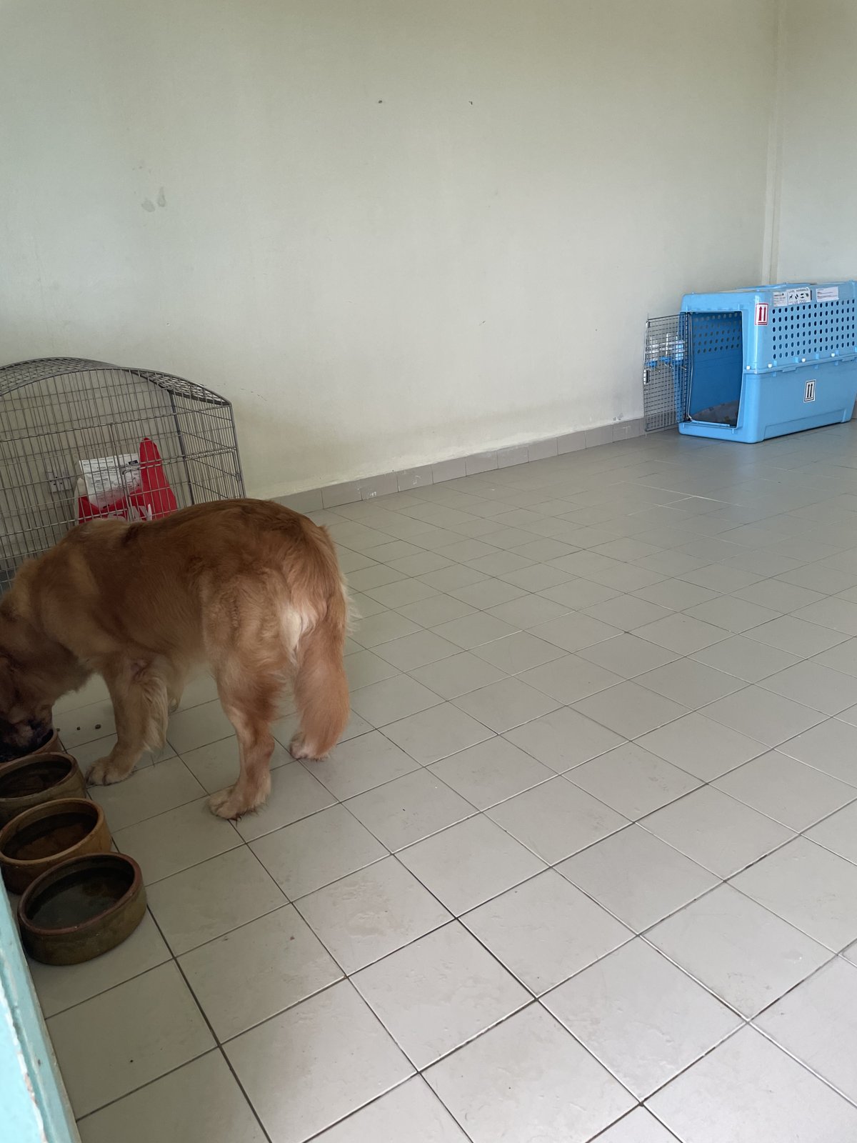 Dog drinking from a row of bowls inside a room at the KLIA quarantine station