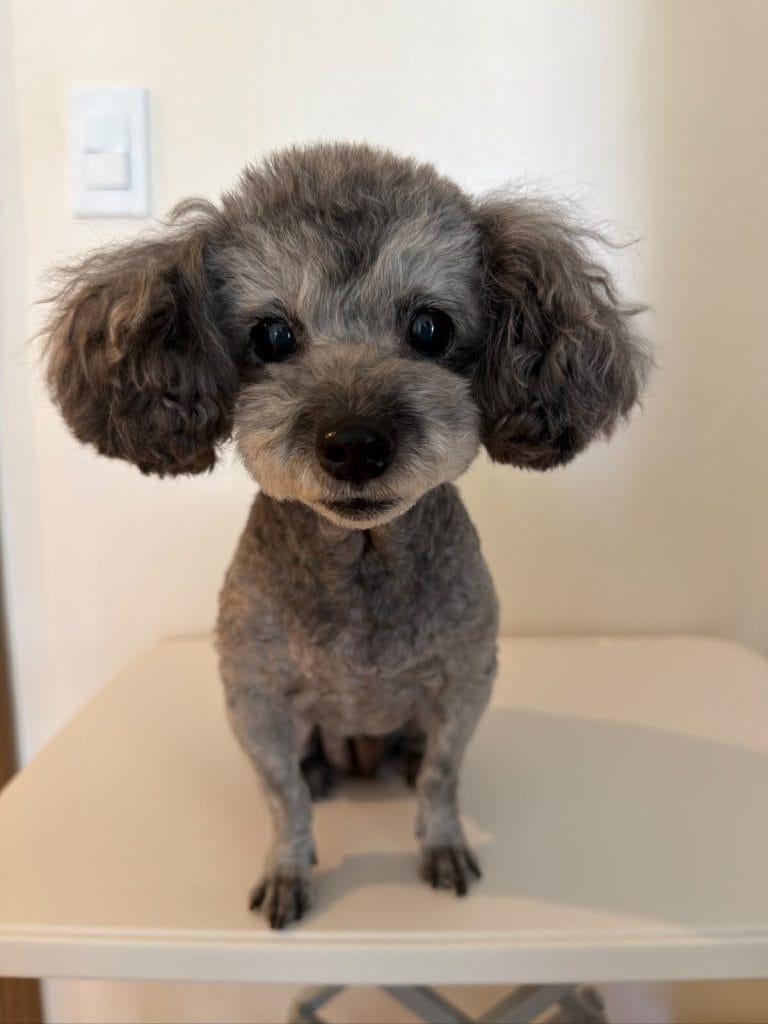 Senior silver Poodle named Tiantian sitting upright and looking at the camera indoors