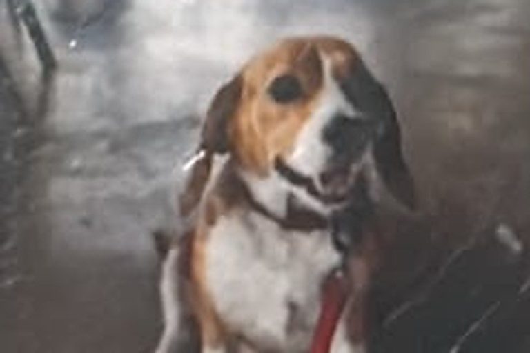 Exporting a Dog from Vietnam to Armenia: Mylo the Beagle’s Paperwork (SGN – EVN)
