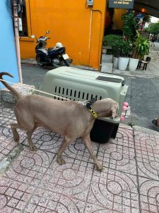Philip, a Weimaraner, standing next to his travel crate on a Ho Chi Minh City street