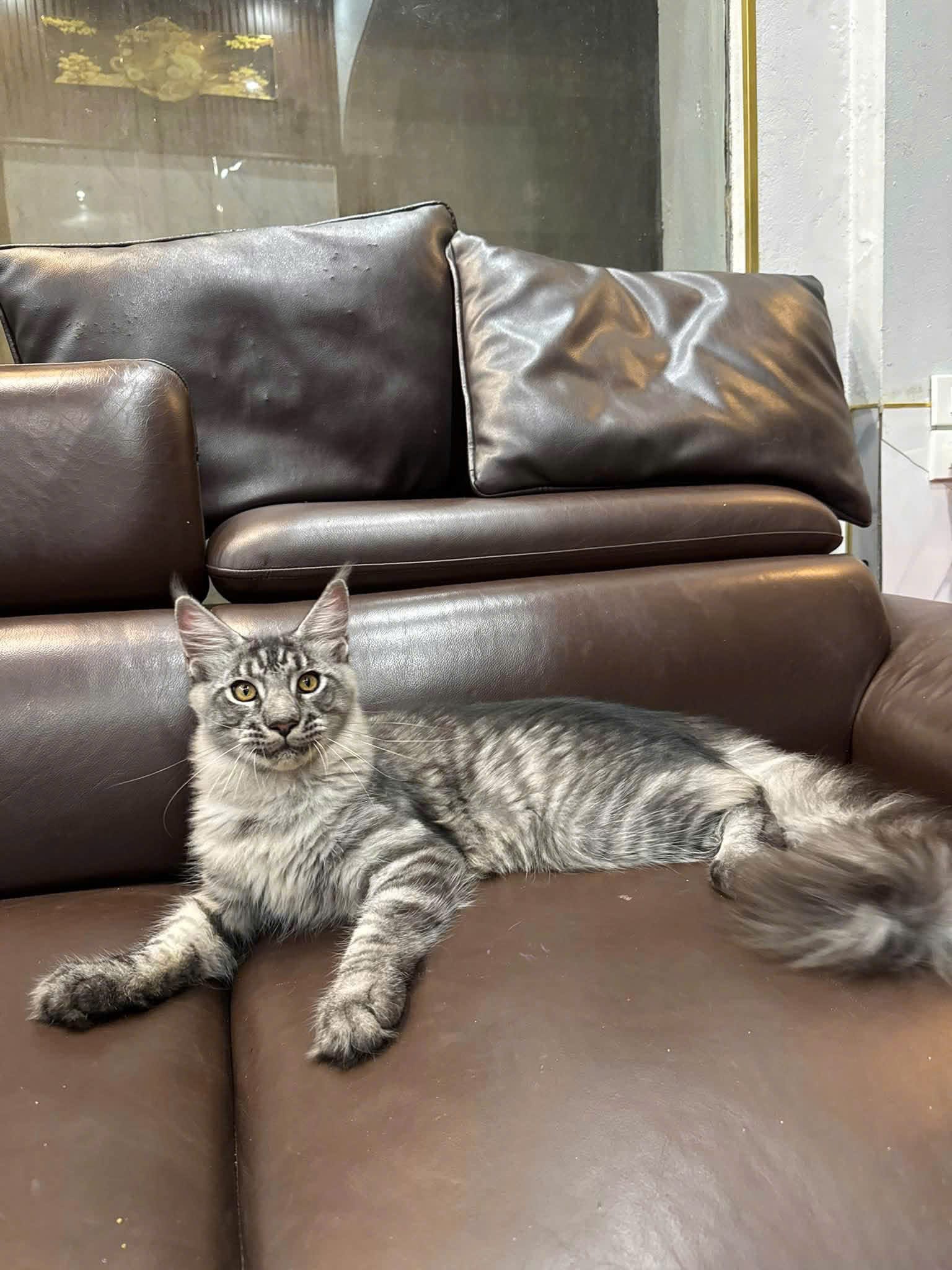 Mèo Maine Coon non nằm trên ghế sofa da, thân và đuôi dài khiến mèo trưởng thành khó vừa các cỡ lồng nhỏ nhất