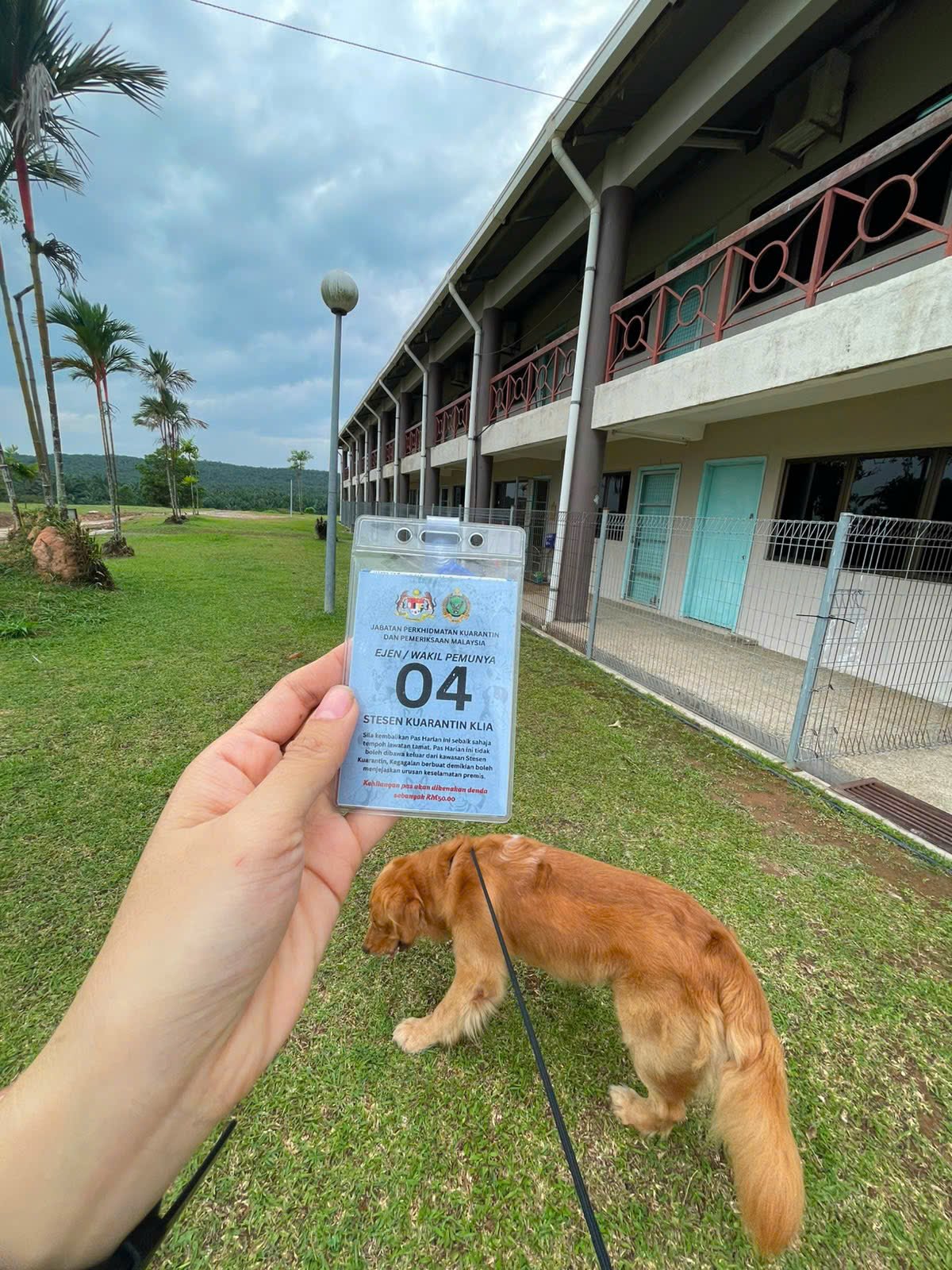 MAQIS day pass for an owner's representative at the KLIA quarantine station, held up beside a Golden Retriever