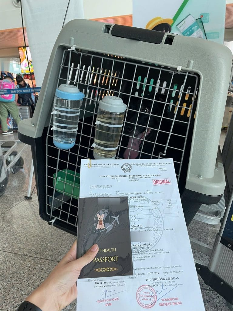 Pet Documents Airport Handling