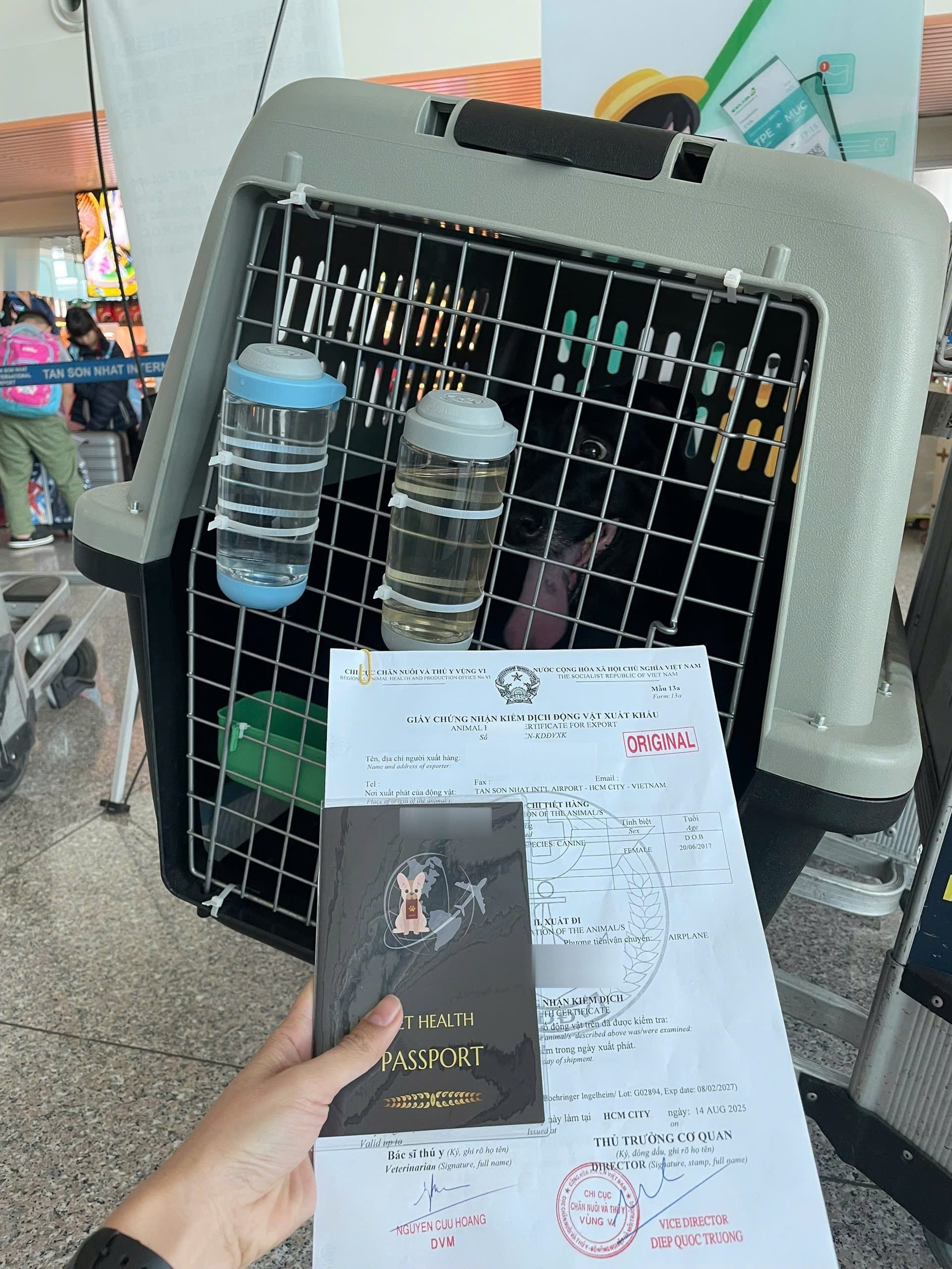 Pet Documents Airport Handling