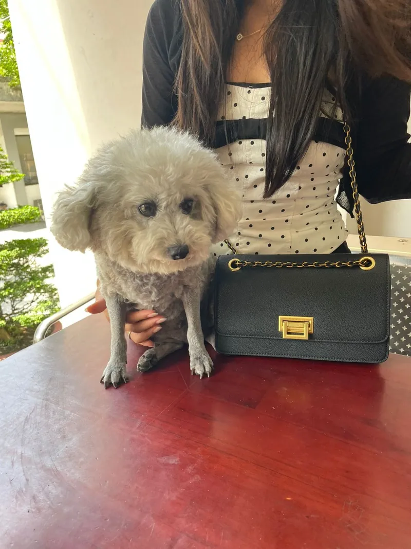 Chó Poodle lông xám ngồi cạnh chủ nuôi